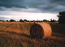 harvest