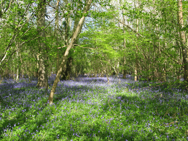 foxleywood